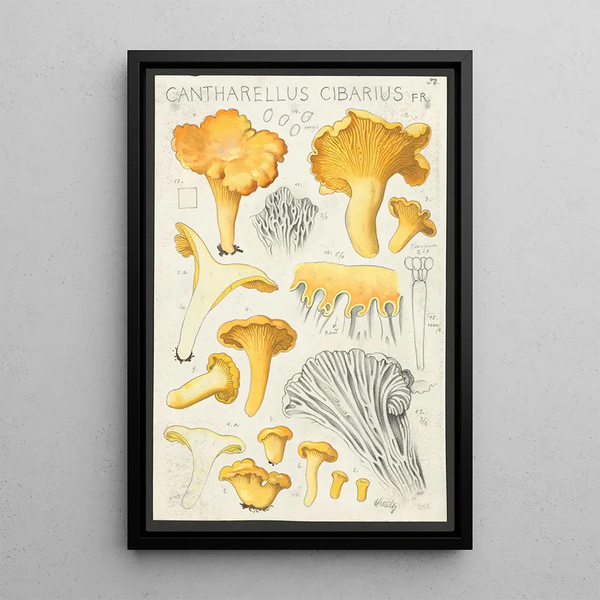 Cantharellus cibarius Fr - Hans Baldung — inramlat konstverk på väggen