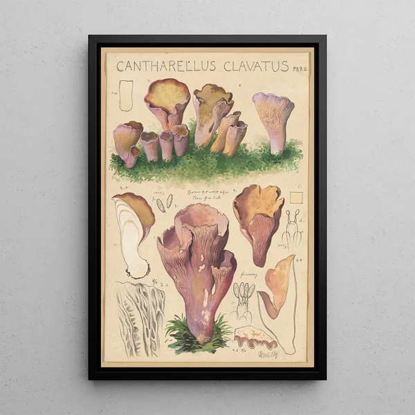 Cantharellus clavatus Pers - Hans Baldung — inramlat konstverk på väggen