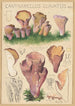 Cantharellus clavatus Pers - Hans Baldung — vy av konstverket