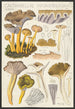 Cantharellus infundibuliformis Scop - Hans Baldung — vy av konstverket