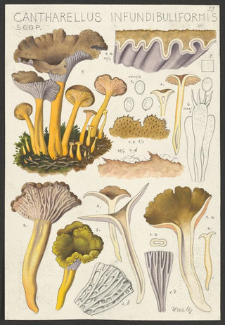 Hans Walty - Cantharellus infundibuliformis Scop.webp