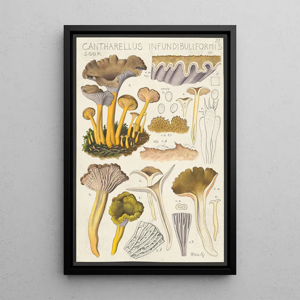 Cantharellus infundibuliformis Scop - Hans Baldung — inramlat konstverk på väggen