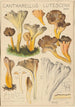 Cantharellus lutescens - Hans Baldung — vy av konstverket