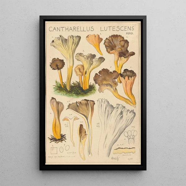 Cantharellus lutescens - Hans Baldung — inramlat konstverk på väggen