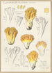Clavaria aurea Schff - Hans Baldung — vy av konstverket