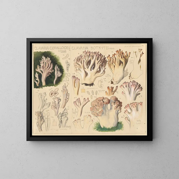 Clavaria coralloides och Clavaria botrytes - Hans Baldung — inramlat konstverk på väggen