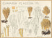 Clavaria flaccida - Hans Baldung — vy av konstverket