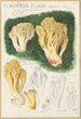Clavaria flava - Hans Baldung — vy av konstverket