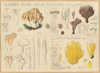 Hans Walty - Clavaria flava Thelephora coralloides Clavaria fusiformis.webp
