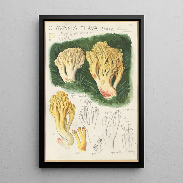 Clavaria flava - Hans Baldung — inramlat konstverk på väggen