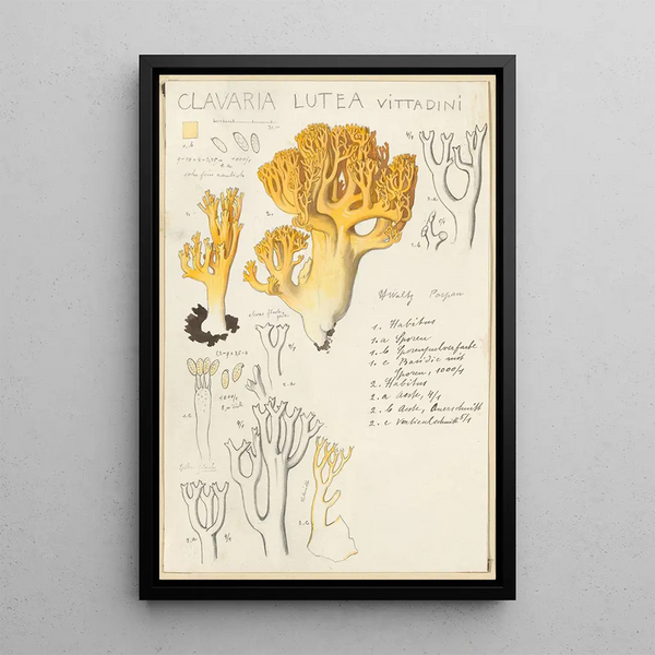 Clavaria lutea - Hans Baldung — inramlat konstverk på väggen
