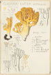 Clavaria lutea - Hans Baldung — vy av konstverket