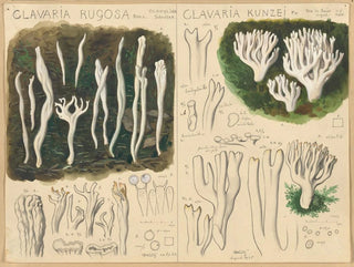 Clavaria rugosa och Clavaria kunzei - Hans Baldung — vy av konstverket