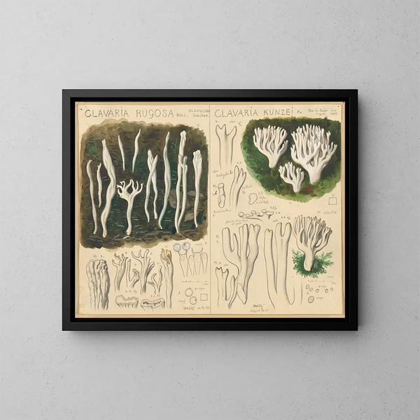 Clavaria rugosa och Clavaria kunzei - Hans Baldung — inramlat konstverk på väggen