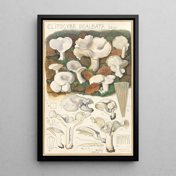 Clitocybe dealbata - Hans Baldung — inramlat konstverk på väggen