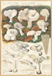 Clitocybe dealbata - Hans Baldung — vy av konstverket