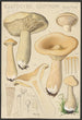 Clitocybe geotropa Bulliard - Hans Baldung — vy av konstverket