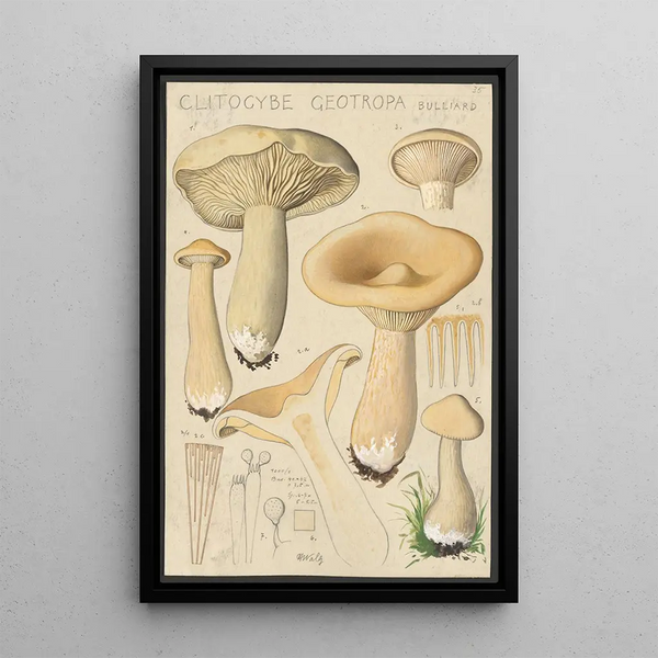 Clitocybe geotropa Bulliard - Hans Baldung — inramlat konstverk på väggen