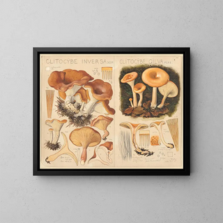 Hans Walty - Clitocybe inversa Clitocybe gilva.webp