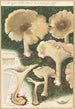 Clitocybe nébuleux - Hans Baldung — vy av konstverket