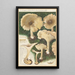 Clitocybe nébuleux - Hans Baldung — inramlat konstverk på väggen