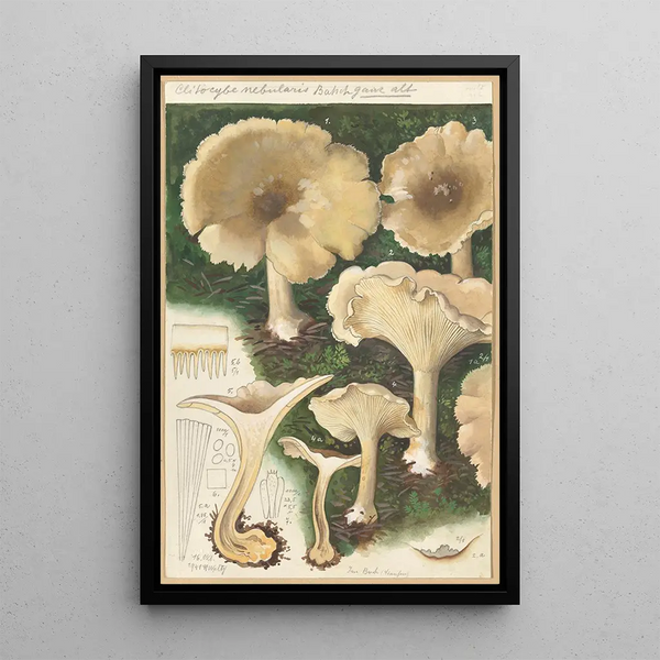 Clitocybe nébuleux - Hans Baldung — inramlat konstverk på väggen