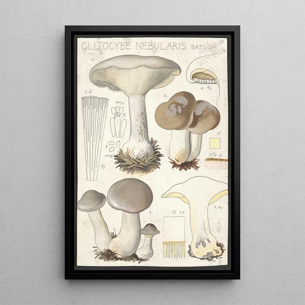 Clitocybe nébuleux Batsch 2 - Hans Baldung — inramlat konstverk på väggen