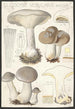 Clitocybe nébuleux Batsch 2 - Hans Baldung — vy av konstverket