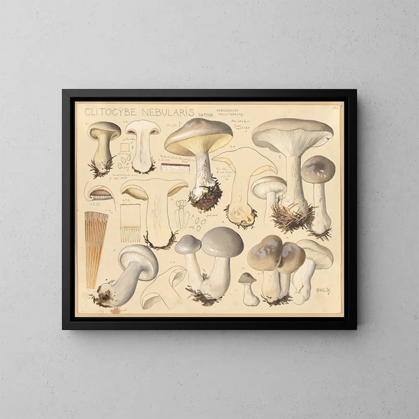 Clitocybe nébuleux - Hans Baldung — inramlat konstverk på väggen
