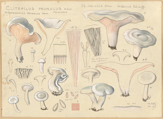 Clitopile prunule - Hans Baldung — vy av konstverket