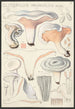 Clitopilus prunulus Scop - Hans Baldung — vy av konstverket