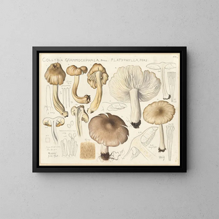 Hans Walty - Collybia grammocephala Bull platyphylla Pers.webp