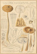 Collybie radicante - Hans Baldung — vy av konstverket