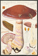 Cortinaire Remarkable Cordier Saccardo - Hans Baldung — vy av konstverket