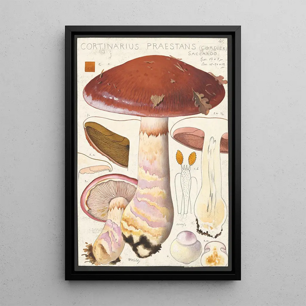 Cortinaire Remarkable Cordier Saccardo - Hans Baldung — inramlat konstverk på väggen
