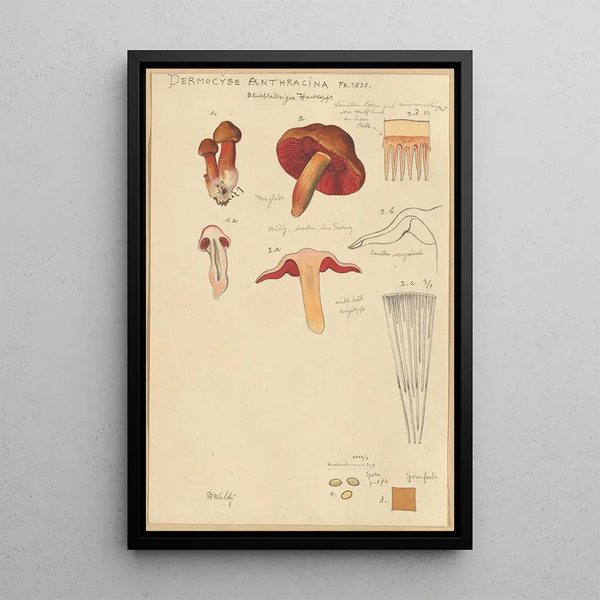 Dermocybe anthracina Fr - Hans Baldung — inramlat konstverk på väggen