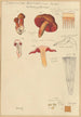 Dermocybe anthracina Fr - Hans Baldung — vy av konstverket