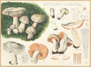 Entolome livide - Hans Baldung — vy av konstverket