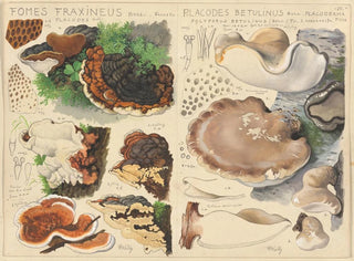 Fomes fraxineus och Placodes betulinus - Hans Baldung — vy av konstverket