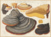 Fomes pinicola, Placodes ungulatus, Ungulina marginata - Hans Baldung — vy av konstverket