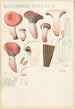 Gomphide rose - Hans Baldung — vy av konstverket
