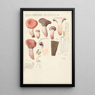 Hans Walty - Gomphidius roseus.webp