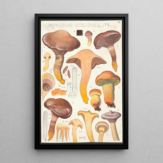 Hans Walty - Gomphidius viscidus L Fr.webp