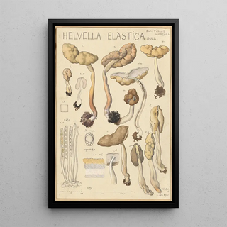 Hans Walty - Helvella elastica.webp