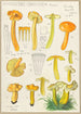 Hygrocybe obrussea Fries - Hans Baldung — vy av konstverket