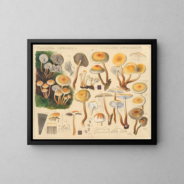 Hypholoma capnoides - Hans Baldung — inramlat konstverk på väggen