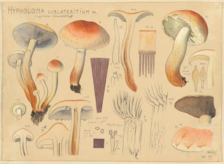 Hypholoma sublateritium - Hans Baldung — vy av konstverket