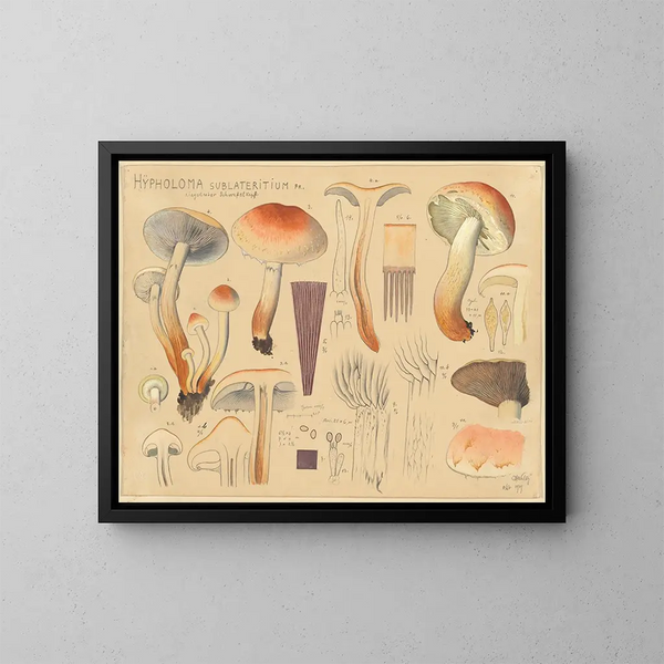 Hypholoma sublateritium - Hans Baldung — inramlat konstverk på väggen