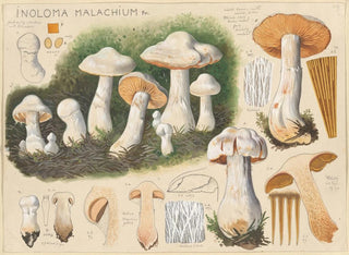 Inoloma malachium - Hans Baldung — vy av konstverket