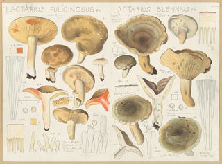 Hans Walty - Lactarius fuliginosus Lactarius blennius.webp